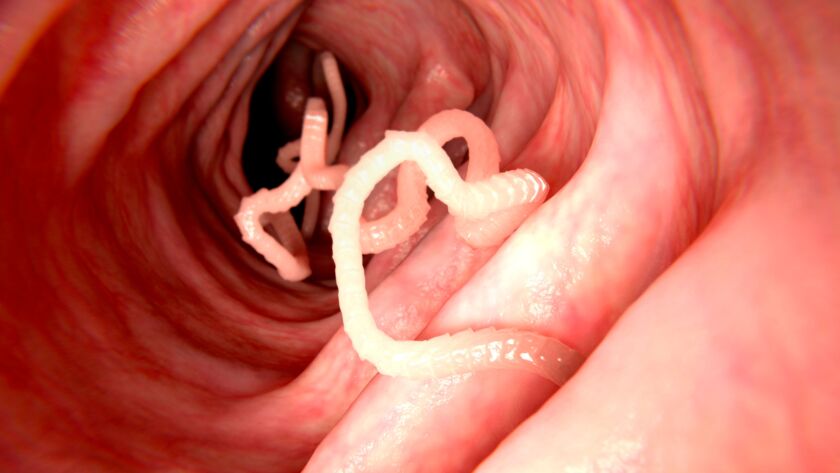 Fighting parasites