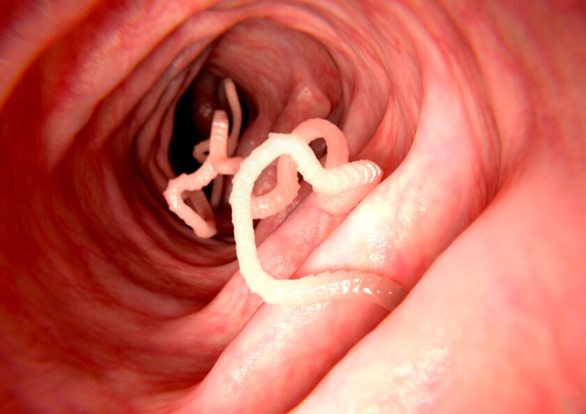 Fighting parasites