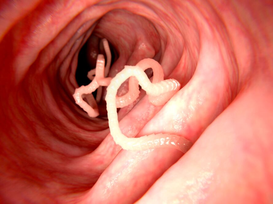 Fighting parasites